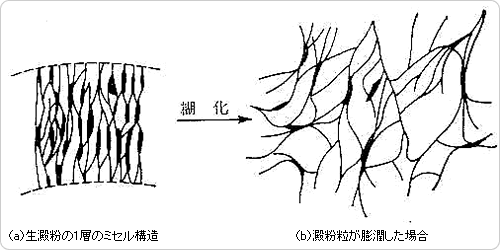 Fig.10　澱粉の粘結機構5）